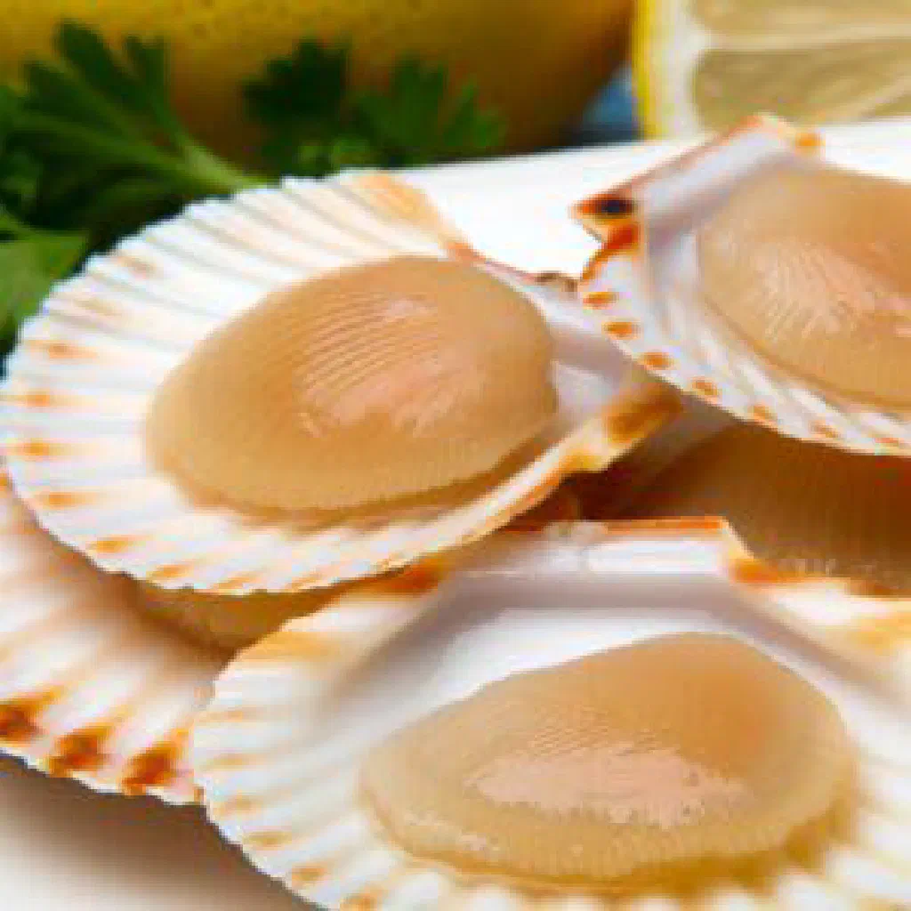 Pan-seared zamburiñas scallops with garlic, lemon and parsley